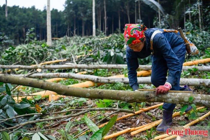 UKVFTA không chỉ mang lại lợi thế về cắt giảm thuế quan mà còn tạo động lực để hình thành hệ sinh thái sản xuất bền vững trong ngành gỗ Việt Nam.