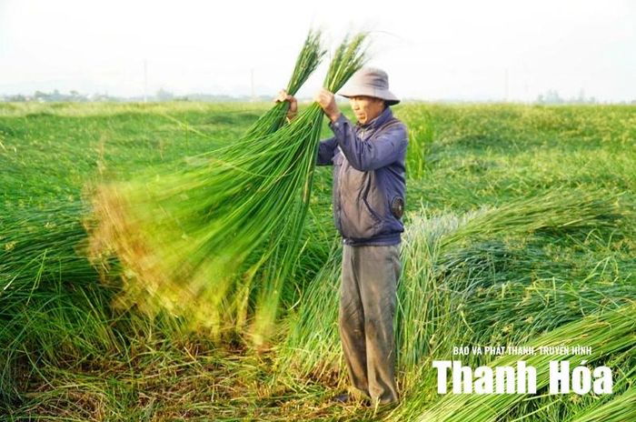 Được thiên nhiên ưu ái ban tặng, cây cói trồng trên mảnh đất Tân Tiến có nét đặc trưng riêng: dài, bền, đẹp. Những sợi cói dài, óng ả được lựa chọn kỹ lưỡng ngay từ khâu thu hoạch để đảm bảo chất lượng sản phẩm.