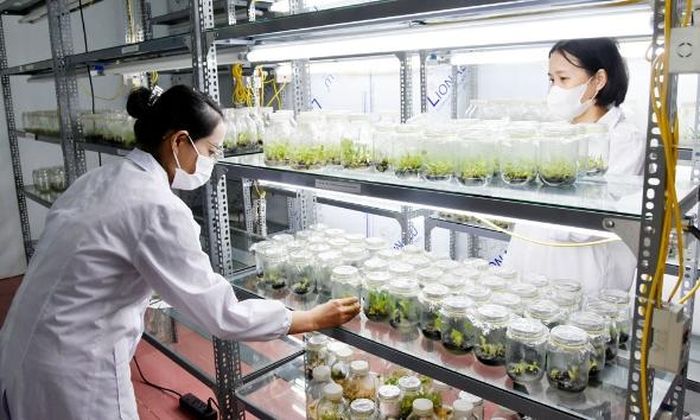 Nghiên cứu, phát triển công nghệ nuôi cấy mô tại Trường Đại học Nông - Lâm Bắc Giang.