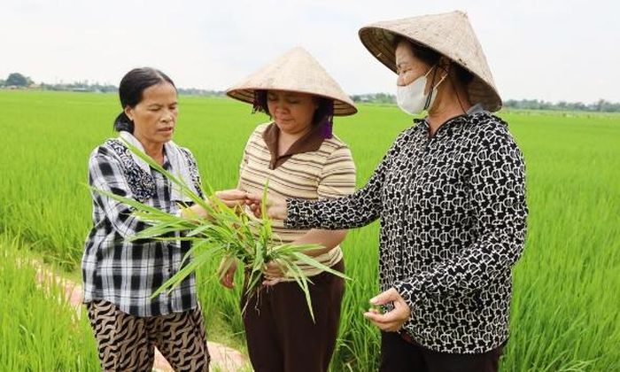 Cán bộ Hội Nông dân phường Tự Lạn kiểm tra sinh trưởng tại diện tích lúa cấy theo dự án canh tác thân thiện với môi trường của gia đình bà Nguyễn Thị Thêm ở tổ dân phố Thượng Lan.