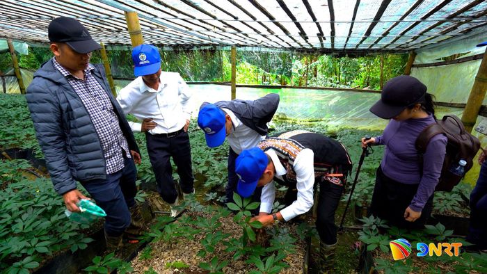 Cây sâm Ngọc Linh đang trở thành cây làm giàu ở xã Trà Linh. Ảnh: HOÀNG ĐẠO