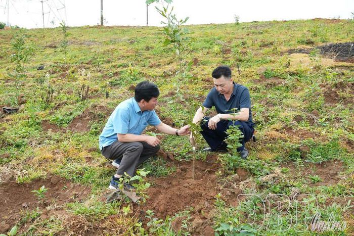 Lãnh đạo xã Búng Lao kiểm tra diện tích mắc ca trồng mới năm 2026. Ảnh: Văn Quyết