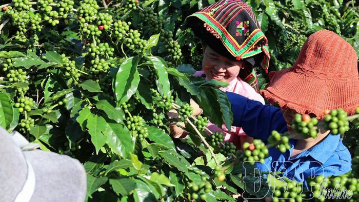 Cà phê Arabica là một trong những cây trồng chủ lực của xã Mường Ảng. Ảnh: Quang Long