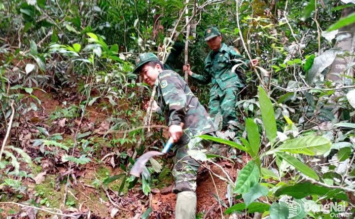 Các lực lượng tìm kiếm băng rừng khảo sát tại khu vực Vườn quốc gia Bù Gia Mập. Ảnh: ĐVCC