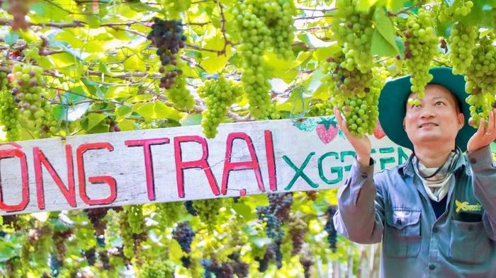 Anh Võ Hoàn Hảo bên vườn nho hữu cơ X-Green - mô hình kết hợp sản xuất nông sản sạch với phát triển du lịch trải nghiệm. Ảnh: M.C