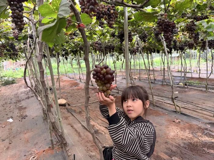 Du khách nhí thích thú trải nghiệm hái nho tại vườn X-Green. Ảnh: M.C