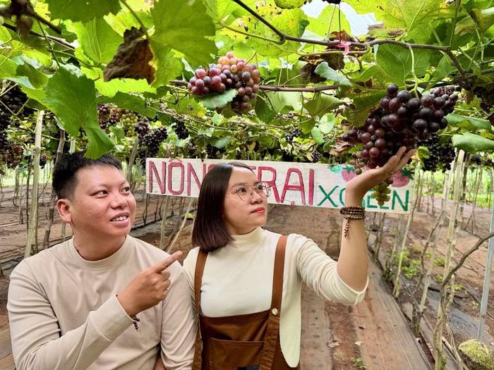 Chị Nguyễn Thị Thúy Viên cùng chồng tham quan, chụp ảnh và thưởng thức nho ngay tại vườn X-Green. Ảnh: M.C