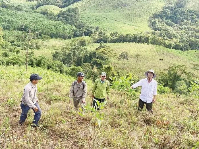 Cán bộ, công nhân Công ty TNHH Lâm nghiệp Hà Thanh (xã Vân Canh, tỉnh Gia Lai) kiểm tra rừng trồng gỗ lớn trên địa bàn quản lý. Ảnh: L.N