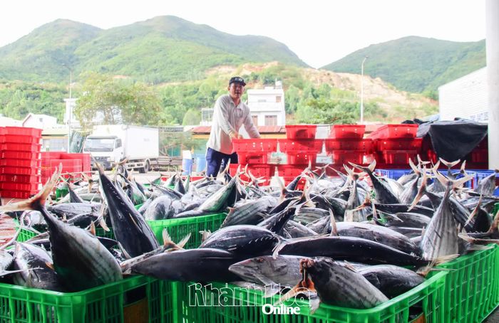 Hải sản ngư dân khai thác được thu mua tại Cảng Hòn Rớ.
