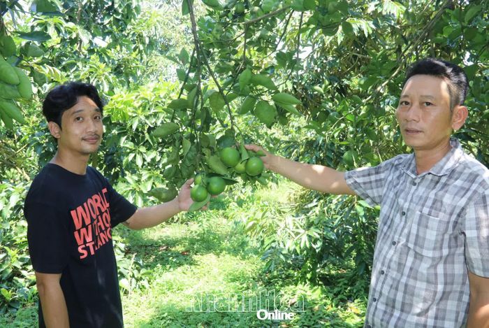 Ông Nguyễn Huỳnh Phi Anh (bìa phải) giới thiệu sản phẩm cam mật của hợp tác xã.