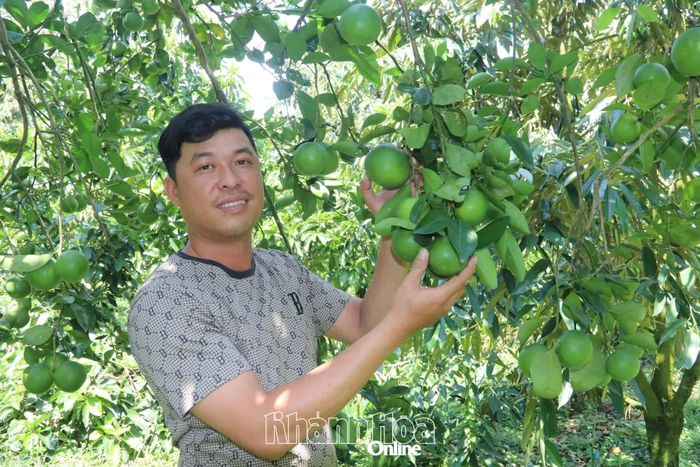 Cây cam mật mang lại nguồn thu nhập ổn định cho nhiều hộ nông dân.