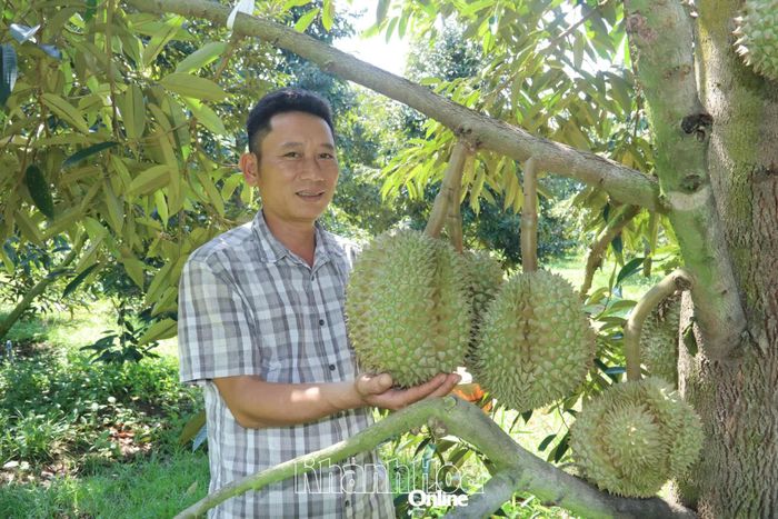 Sản phẩm sầu riêng Sông Cầu vừa được công nhận đạt chuẩn OCOP 3 sao cấp tỉnh.
