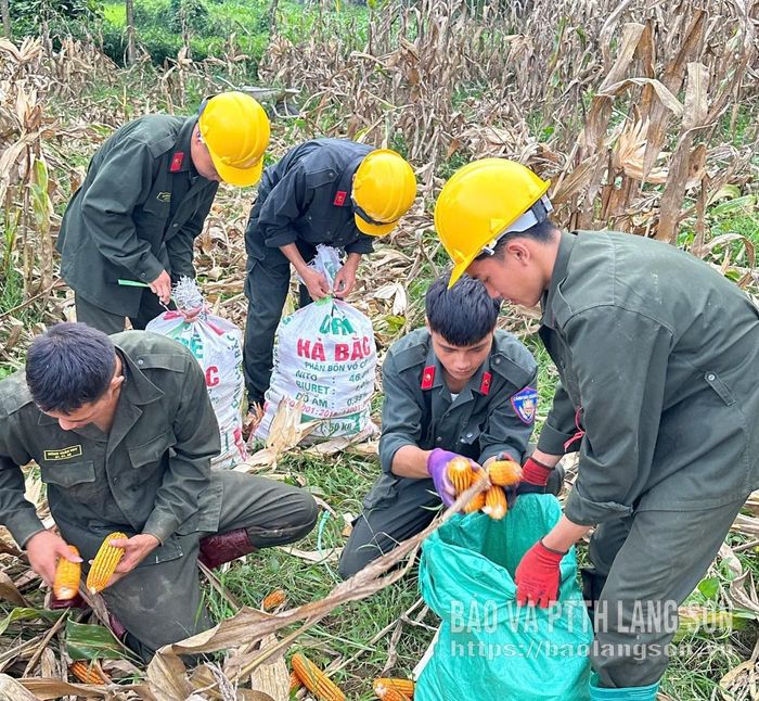 Cán bộ, chiến sĩ Phòng Cảnh sát cơ động, Công an tỉnh giúp người dân xã Quốc Khánh thu hoạch ngô trong thời gian hỗ trợ xây dựng trường phổ thông nội trú liên cấp tại đây