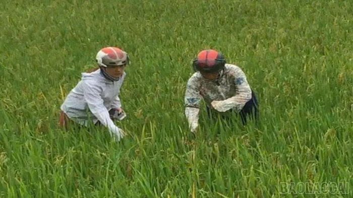 Người dân cần thường xuyên thăm đồng để phát hiện sớm ổ bệnh.