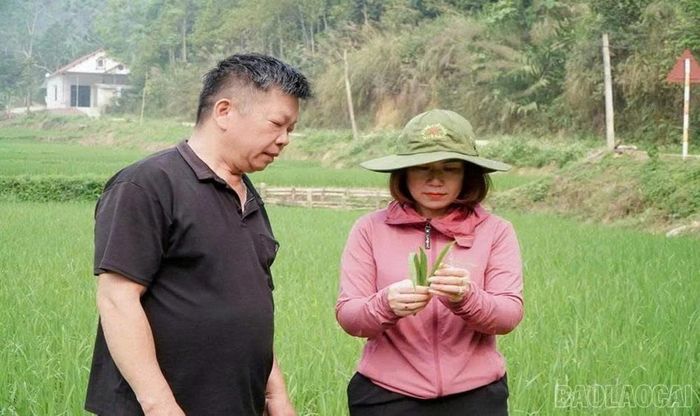 Cán bộ Khuyến nông tăng cường xuống đồng hướng dẫn nông dân phòng trừ sâu bệnh hại lúa.