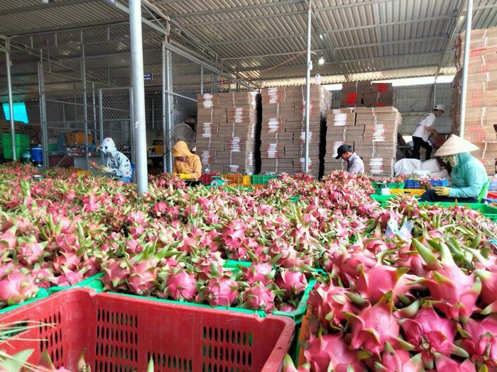 Sơ chế sản phẩm tại HTX Thanh long sạch Hòa Lệ (xã Hàm Thuận)