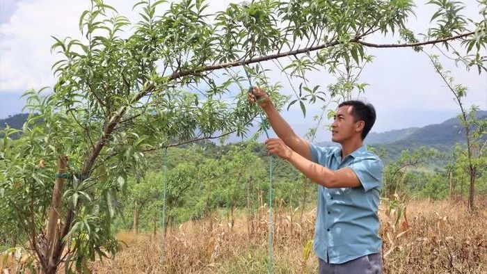 Đồng chí Lầu Bá Pó, Bí thư Chi bộ bản Tổng Khư chăm sóc vườn đào cảnh của gia đình.