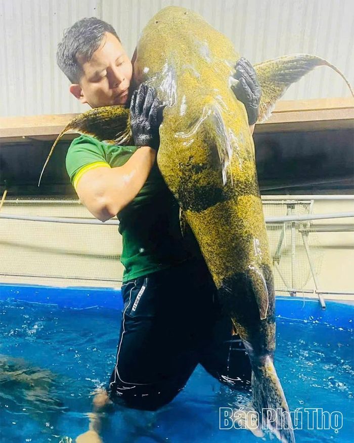 Một con cá chiên nặng gần 50 kg được anh Bùi Hồng Đức, dân buôn cá khu vực Thanh Thủy (cũ) săn lùng và mang về bể nuôi của nhà để chờ khách tiềm năng đặt mua.