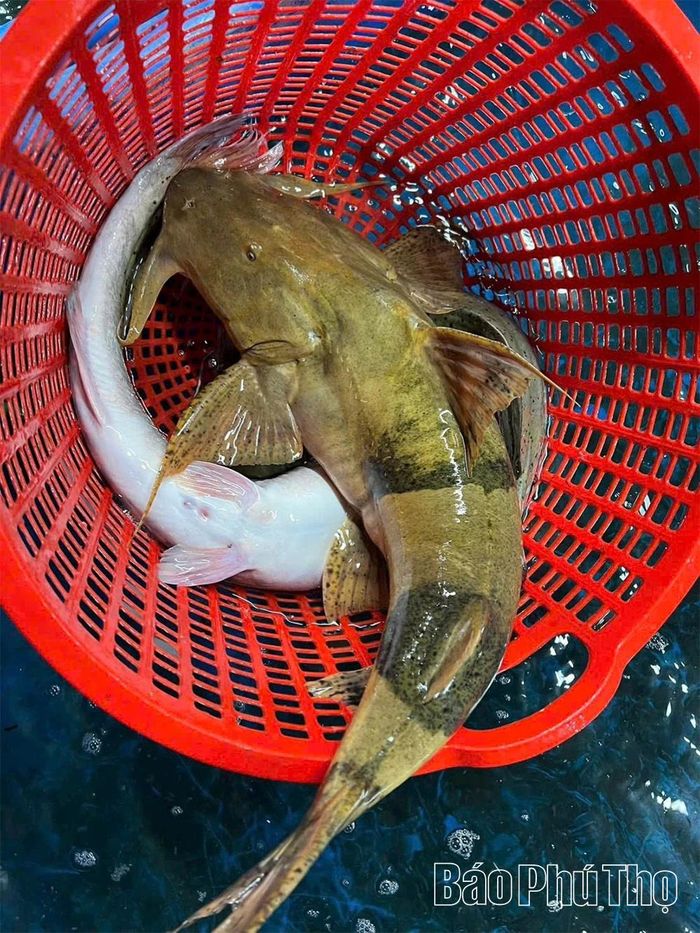Một con cá chiên sông Đà với màu da đặc trưng, trọng lượng khoảng 4,5 kg được ngư dân đánh bắt bằng lưới.