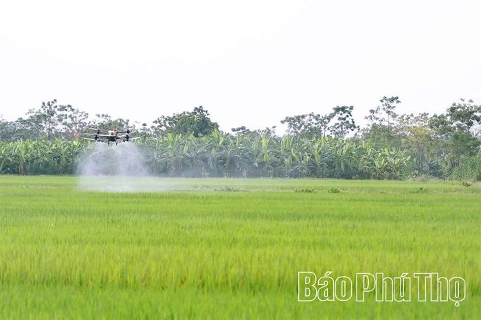 Máy bay không người lái triển khai phun thuốc bảo vệ thực vật trên diện tích gần 100ha, trong đó có 55ha lúa liền vùng.