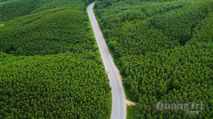 Cam Lộ phát triển kinh tế rừng, nâng cao thu nhập của người dân - Ảnh: P.P