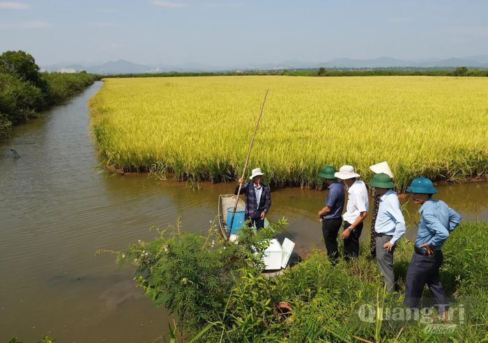  Tôm càng xanh được nuôi trong ruộng lúa ở vùng phá Hạc Hải - Ảnh: L.Chi