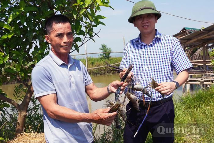 Tôm càng xanh ở phá Hạc Hải được nuôi theo quy trình “thuận tự nhiên”, được nhiều khách hàng ưa chuộng - Ảnh: L.Chi
