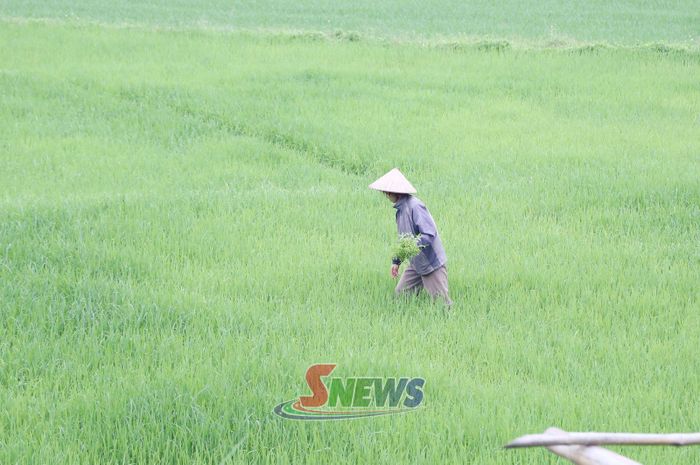 Nông dân thôn Dồm Cang 2, xã Púng Bánh tỉa dặm lúa mùa giai đoạn đẻ nhánh.
