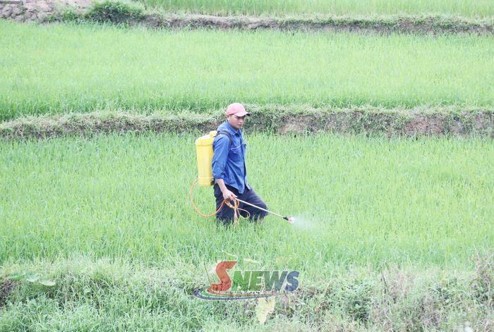 Nông dân thôn Púng Bánh 3, xã Púng Bánh phun thuốc bảo vệ thực vật.