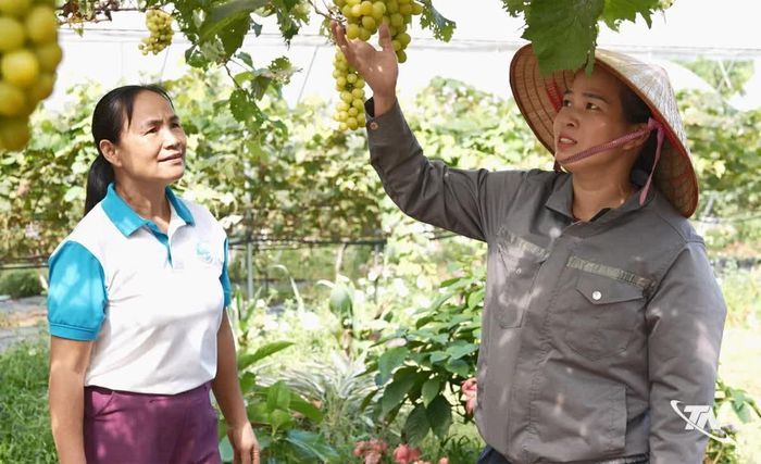 Chị Liên giới thiệu sản phẩm nho cho chị em phụ nữ.