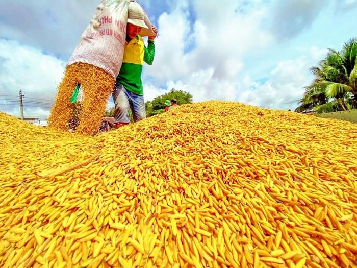 Giá lúa tươi hôm nay giảm từ 100 - 500 đồng/kg. Ảnh minh họa