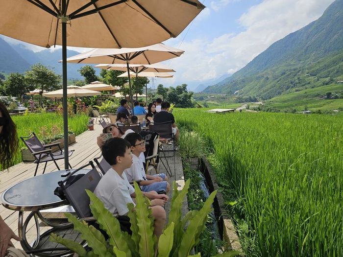 Lúa xanh ngát cũng đã phủ kín các thửa ruộng bậc thang. Ảnh: Tuệ Nhi