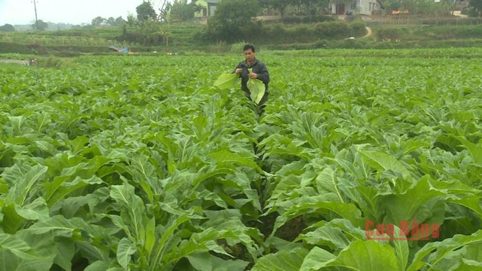 Vùng dự kiến chuyển đổi là vùng sản xuất nhỏ lẻ, kém hiệu quả và thiếu liên kết sản xuất - tiêu thụ.