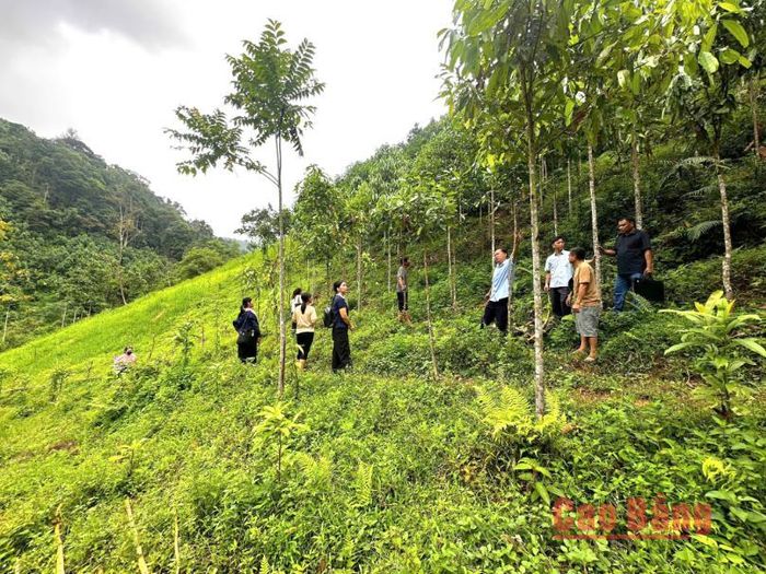 Đoàn công tác kiểm tra thực tế tại hộ anh Triệu Thanh Đồng, xóm Goong Nưa, Lê Chung 4, phường Tân Giang.