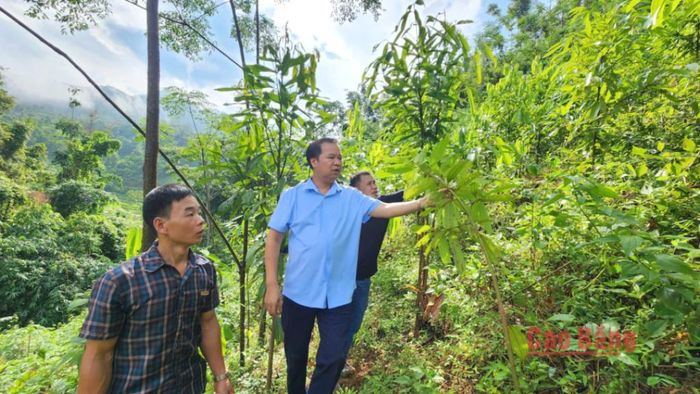 Sau 3 năm triển khai, diện tích quế sinh trưởng tốt, bước vào giai đoạn phát triển mạnh.