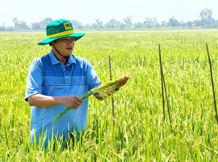 Ông Võ Hoàng Lưỡng (64 tuổi), ở ấp Kênh 10, xã Tân Hiệp, tỉnh An Giang, kiểm tra ruộng lúa OM18 hơn 70 ngày tuổi sau khi áp dụng mô hình "Hành trình Xanh - Đất khỏe, cây trồng khỏe". Ảnh: Phân bón Bình Điền