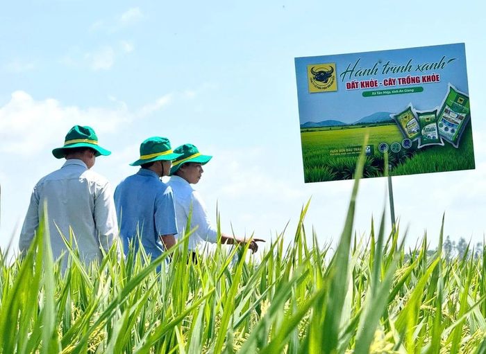 Mô hình "Hành trình Xanh - Đất khỏe, cây trồng khỏe" tại An Giang góp phần thay đổi tư duy canh tác, giúp nông dân sử dụng phân bón hợp lý, nuôi đất khỏe, cây trồng khỏe và thích ứng biến đổi khí hậu. Ảnh: Phân bón Bình Điền