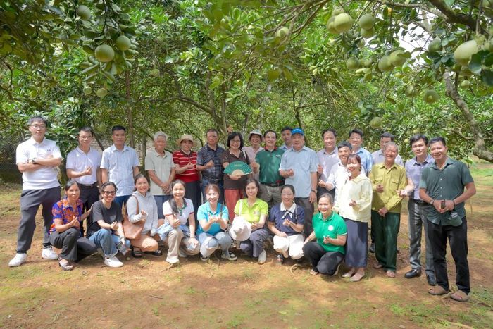 Đoàn công tác khảo sát vườn bưởi gần 20 năm tuổi của ông Đặng Minh Dung, thành viên Hợp tác xã Trồng bưởi hữu cơ và Dịch vụ nông nghiệp Tân Đông.