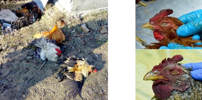 Việc tăng cường an toàn sinh học diễn ra trong bối cảnh nhiều quốc gia liên tiếp ghi nhận các ổ dịch nguy hiểm trên gia súc như lở mồm long móng và cúm gia cầm