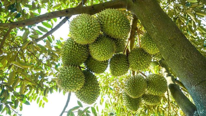 Sự phát triển quá nóng về diện tích canh tác cùng thói quen lạm dụng các loại vật tư nông nghiệp đã và đang kéo theo nhiều hệ lụy nghiêm trọng cho môi trường đất và an toàn nông sản