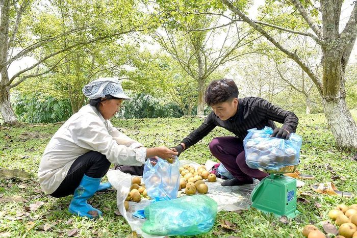 Người dân xã Hồng Thái thu hoạch lê.
