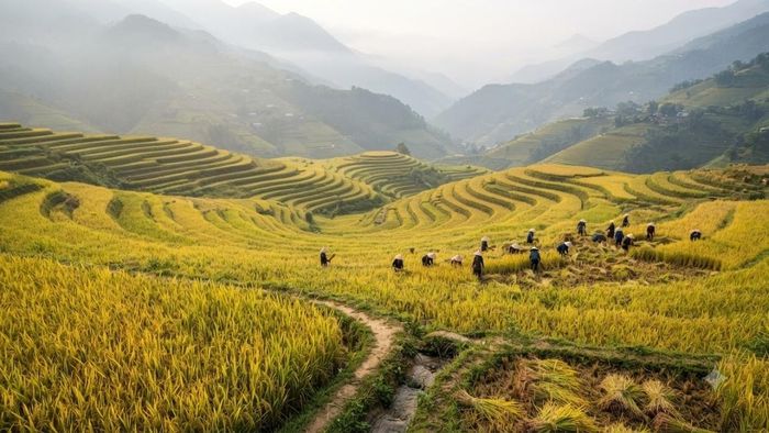 Khi tiến hành các giao dịch chuyển nhượng, mua bán, cho thuê hoặc lập di chúc thừa kế đất nông nghiệp, mọi con số phải được quy đổi ra chính xác mét vuông (m2) dựa theo quy chuẩn của địa phương nơi mảnh đất đó tọa lạc. (Ảnh: XHS)