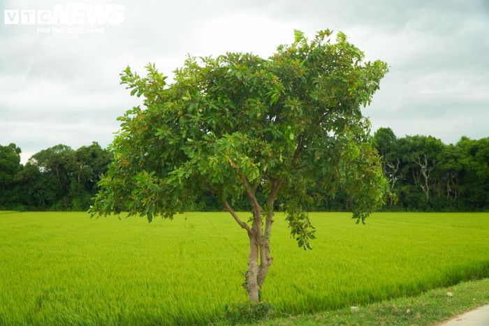 Không chỉ bảo vệ, dân làng Siêu Quần cũng luôn ý thức trong việc chăm chút các cây lộc vừng con để sẵn sàng thay thế những cây lộc vừng già cỗi rồi chết đi.