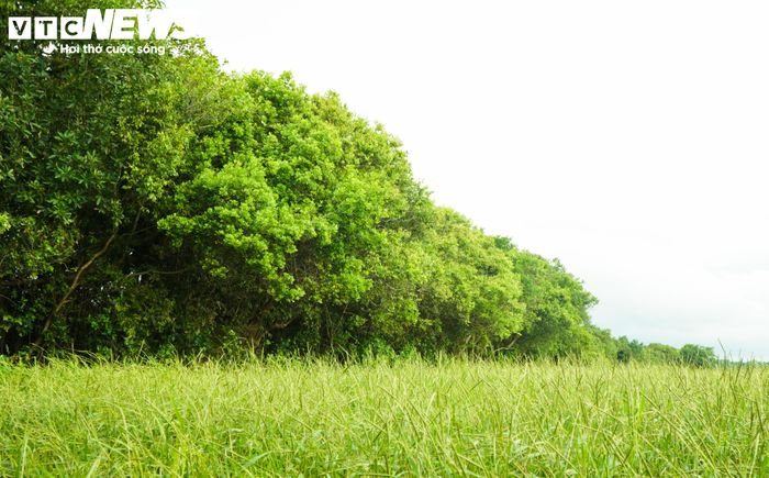 Người dân địa phương cho biết, từ thuở nhỏ họ được ông bà, cha mẹ truyền lại nhiều câu chuyện về khu rừng và những cây cổ thụ trong làng. Người xưa căn dặn con cháu phải giữ gìn từng gốc cây vì đó không chỉ là tài sản thiên nhiên mà còn là ký ức của làng, là nơi che chở cuộc sống bao thế hệ. Trải qua hơn 500 năm, khu rừng lộc vừng cổ thụ ở Siêu Quần vẫn vững vàng tồn tại, trở thành biểu tượng cho ý thức gìn giữ thiên nhiên và nét đẹp văn hóa cộng đồng của người dân cố đố Huế.
