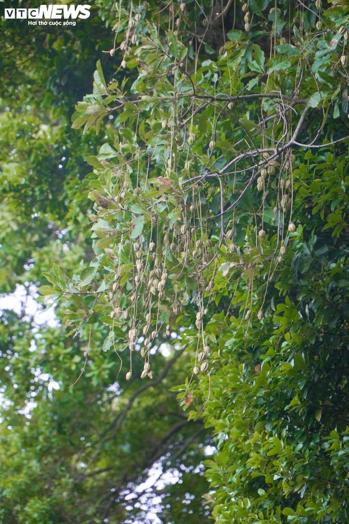  Không chỉ sở hữu những thân cổ thụ đồ sộ, các cây lộc vừng trong khu rừng còn sai trĩu quả mỗi mùa. Đây là một trong những loài cây bản địa góp phần tạo nên thảm thực vật đa dạng và nét đặc trưng của khu rừng cổ giữa đồng bằng xứ Huế. 