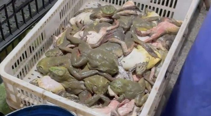 Số lượng lớn ếch bò có dư lượng thuốc kháng sinh và hóa chất gây ung thư, quái thai và đột biến gen vẫn được đưa ra thị trường tiêu thụ. (Ảnh: TP)