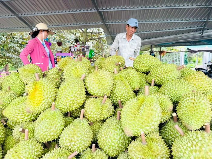 Đối với sầu riêng - mặt hàng từng tăng trưởng mạnh trong các năm trước - giá xuất khẩu cũng chịu áp lực giảm. Ảnh: PV