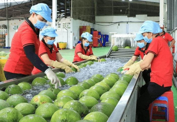Các doanh nghiệp phát triển mạnh sản phẩm chế biến sâu, xây dựng thương hiệu. Ảnh: PV