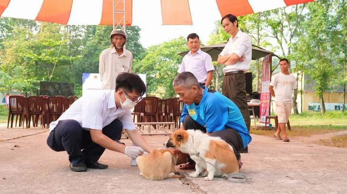 Cơ quan chức năng tiêm phòng cho đàn chó, mèo. Ảnh: Chi cục Chăn nuôi và Thú y.