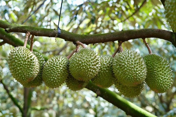 Giá sầu riêng tại khu vực Tây Nguyên đang có nhiều chuyển biến tích cực. Ảnh: Nguyễn Mười.